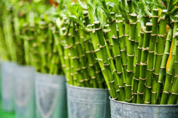 switch to bamboo