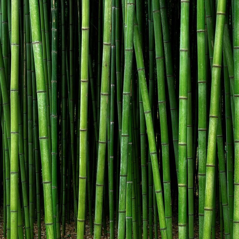 bamboo forest