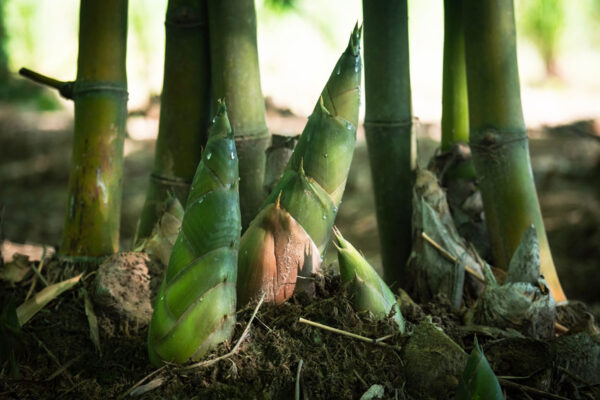 bamboo plant sprouting from the ground